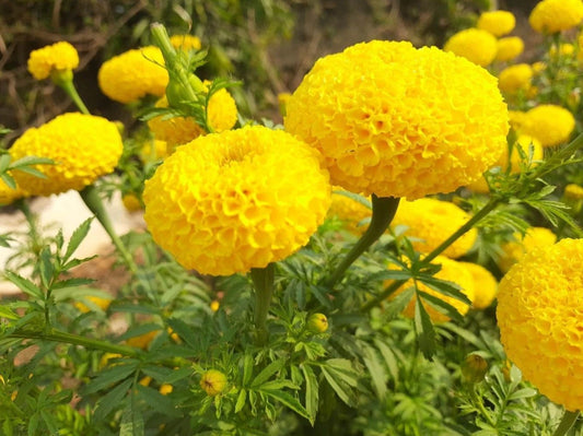 Live Yellow Marigold Plant in Pot - Tagetes erecta - 1 Plant Per Pot - Bright Garden Flower