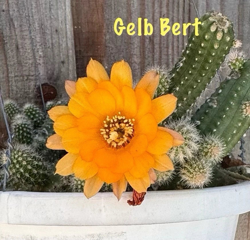 Chamaecereus Peanut Cactus Rooted Pups - GELB BERT European Hybrid Succulent Plant