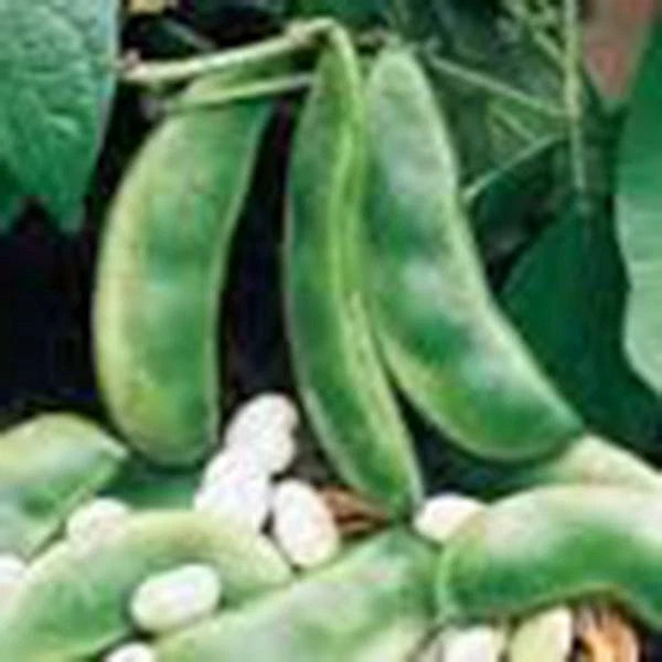 Lima Bean Seeds, 20+ Non-GMO, Henderson Bush Variety, Great Tasting and Healthy, Perfect for Home Gardening