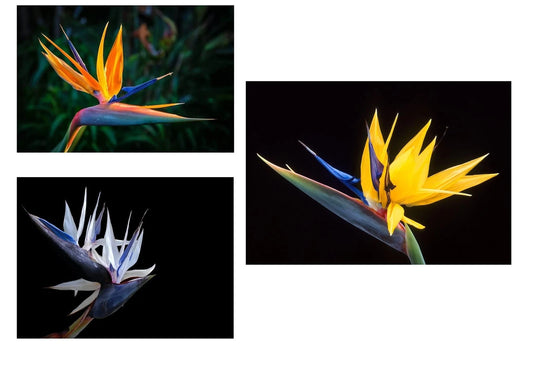 Bird of Paradise Flower Seeds Bundle - 5 Seeds, Orange Yellow White - Strelitzia reginae