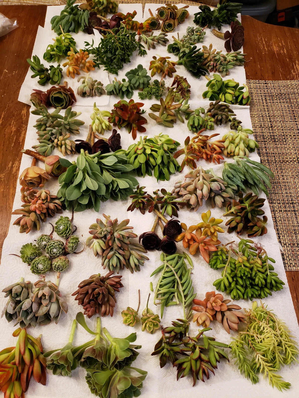 40 X-LARGE SUCCULENT CUTTINGS - 40 VARIETIES with 5 RARE SPECIES - Perfect for Gardening and Plant Enthusiasts