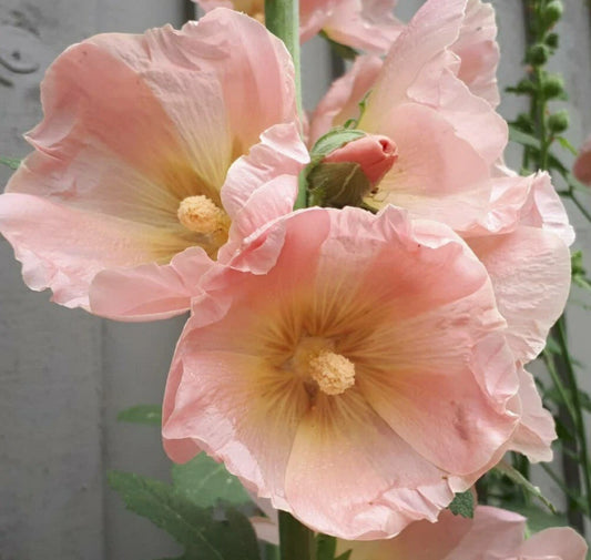 Hollyhock Flower Seeds - Peach Blush - 30 Seeds - Alcea rosea