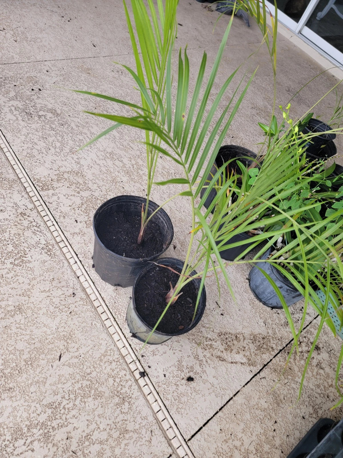 Triangle Palm Trees - 2 Bare Root Plants - Dypsis decaryi - Tropical ...