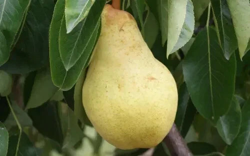 Bartlett Pear Seeds - 25+ Seeds for Garden Planting - Pyrus communis - USA Origin - Free Shipping