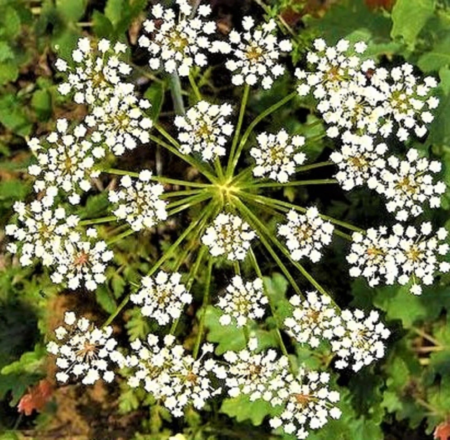 Anise Seeds Non-GMO 200+ Seeds for Planting - Pimpinella anisum, Culinary Herb, Aromatic Spice, Free Shipping on 4 Items