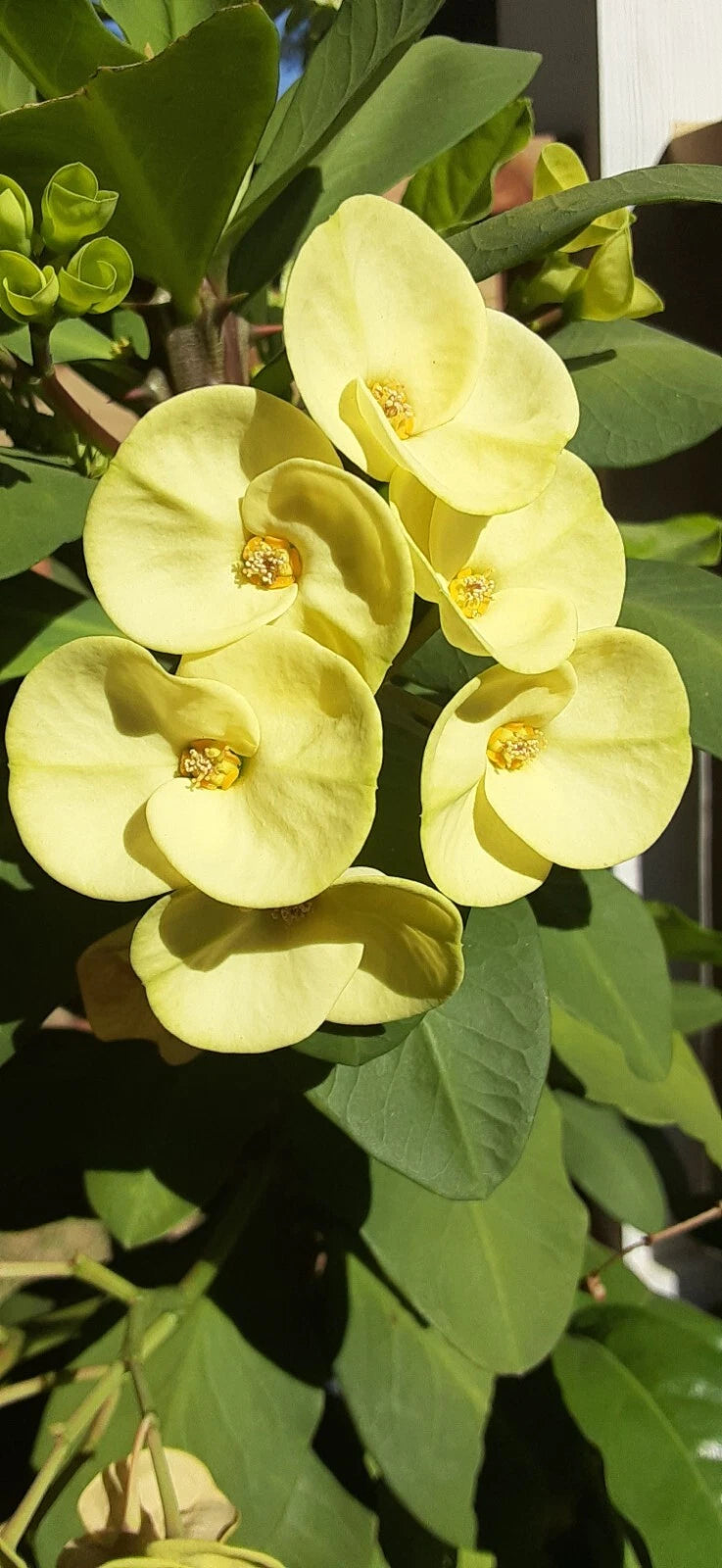 Crown of Thorns Cutting 1 Count Light Yellow Euphorbia milii No Roots