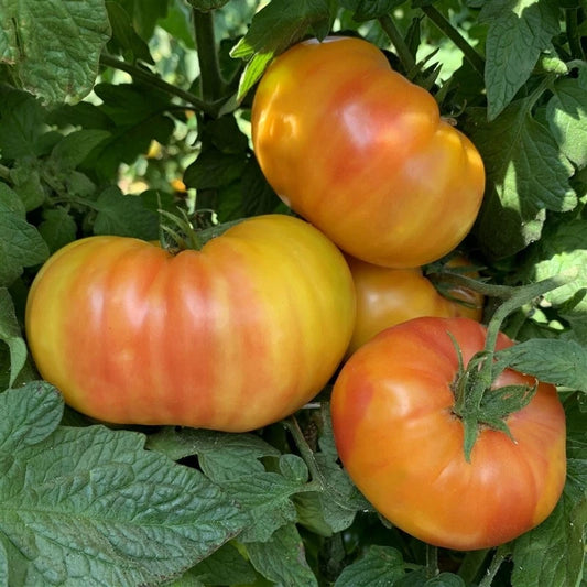 Hillbilly Tomato Seeds - Heirloom Organic - Rare Variety - 10+ Seeds, Perfect for Home Gardening