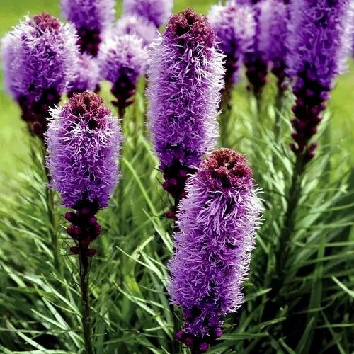 50 Purple Blazing Star Flower Seeds - Liatris spicata - Cold Hardy Butterfly Plant