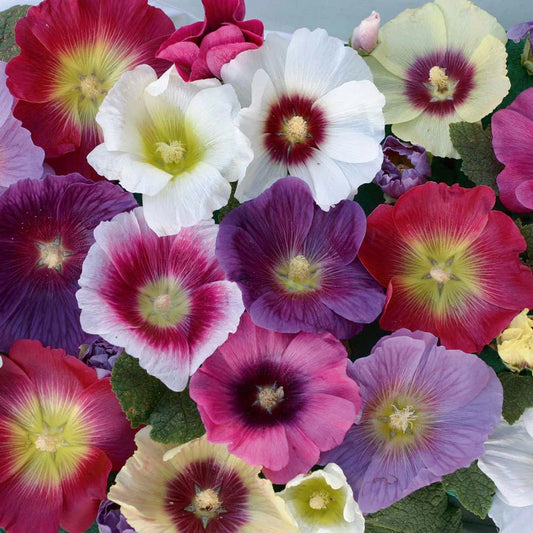 40 Seeds Hollyhock Indian Spring Old Fashioned Cottage Flower Seeds Alcea rosea