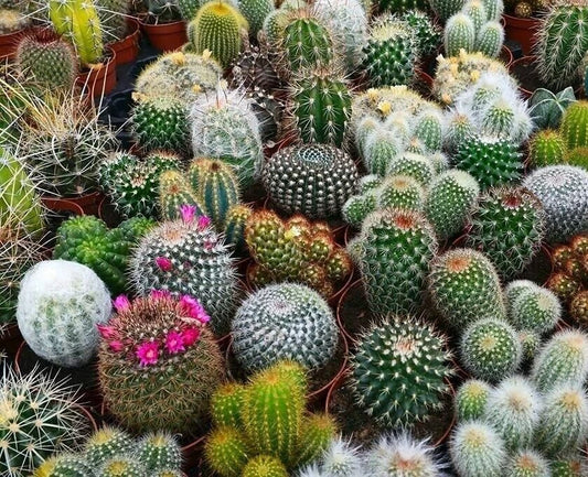 Cactus Seed Mix 25 Seeds | Variety of Colors and Types | Ideal for Planting | Succulent Seeds Collection