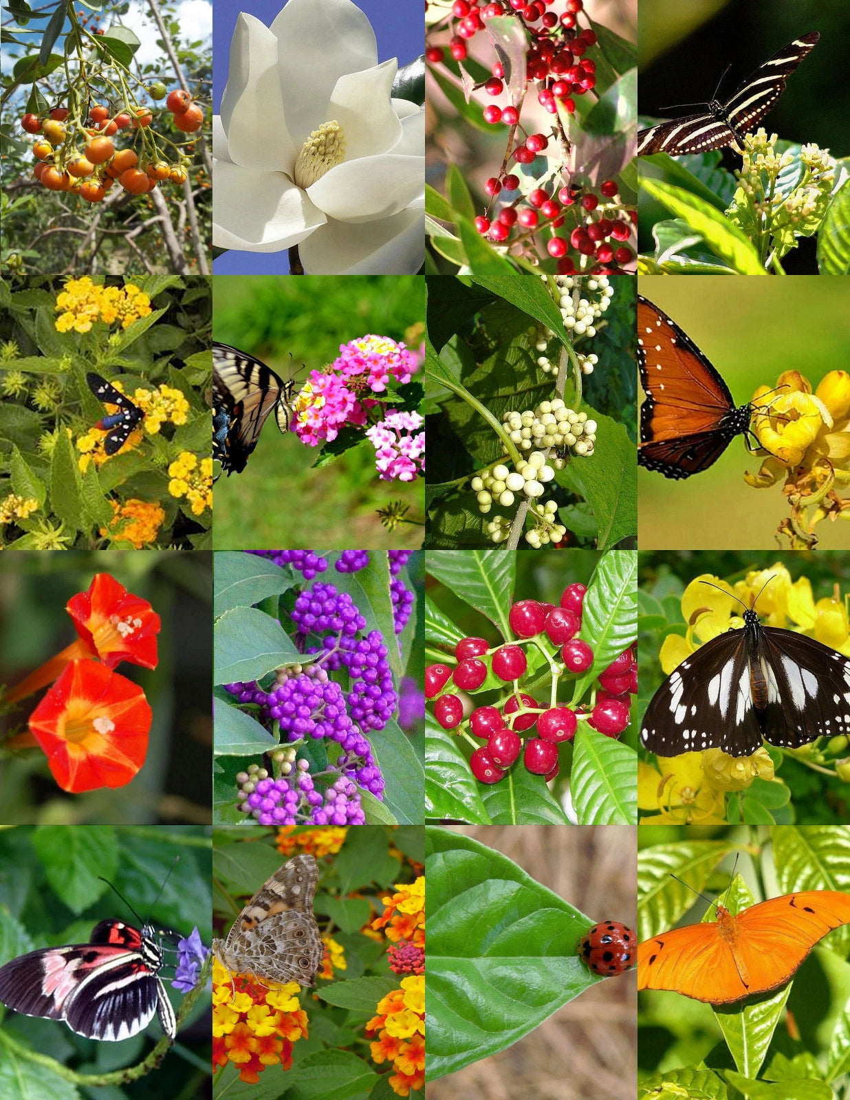 Butterfly Garden Mix Seeds - 250 Wildflower Seeds for Attracting Butterflies - Flowering Plants for Pollinator Gardens