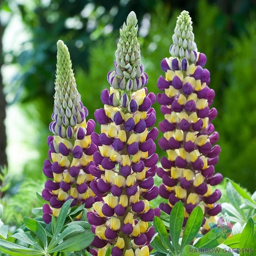 Manhattan Lights Lupine Seeds - 25+ Pack for Garden Planting - Lupinus perennis - USA Grown