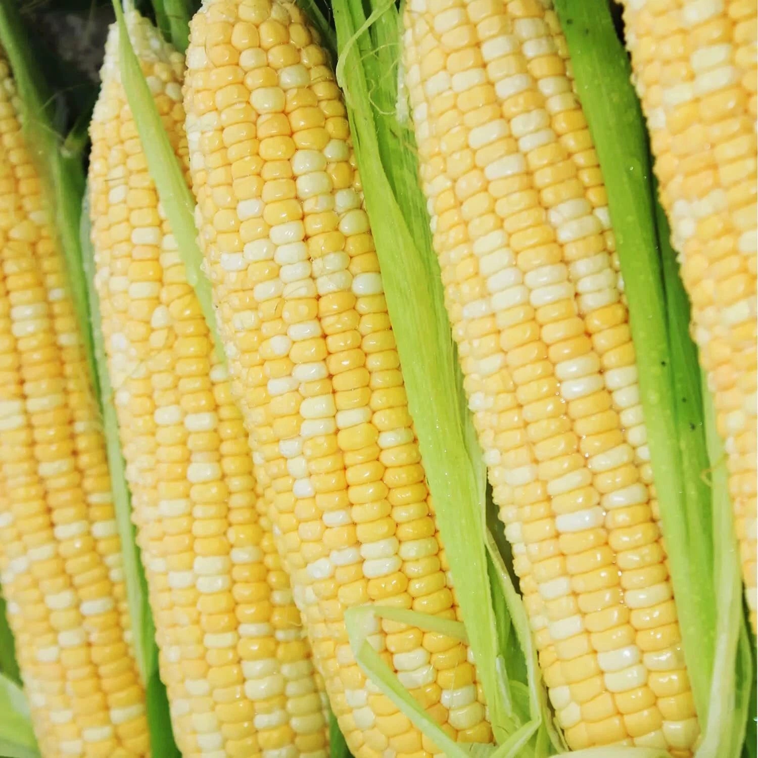 Bi-Color Sweet Corn Seeds 200 pcs "Peaches and Cream" Non-GMO Heirloom Zea mays