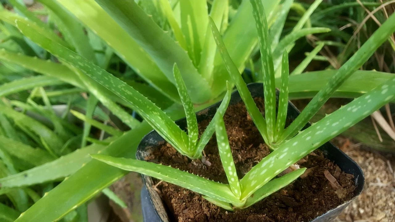 70 Young Aloe Vera Plants 4" - Medicinal Organic Variety - Aloe barbadensis miller - Arizona Grown Rooted Plants