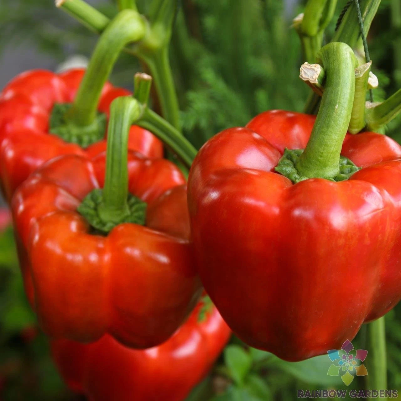 California Wonder Red Sweet Pepper Seeds - 25+ Pack - Non-GMO - Capsicum annuum - Garden Planting Seeds