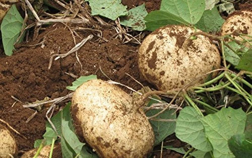 Jicama Seeds Bulk 5-1000 Seeds Pachyrhizus Erosus Sweet & Crunchy Mexican Yam Bean