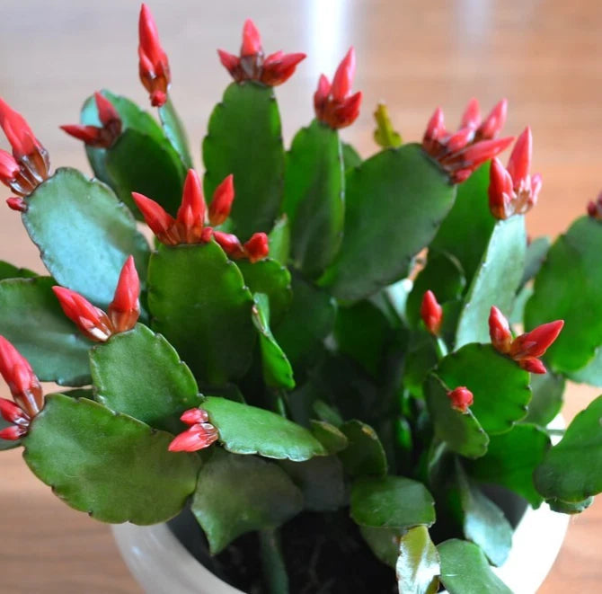 Easter Cactus 2-4" Red Rhipsalidopsis gaertneri Live Plant