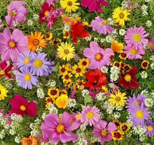 All Annual Wildflower Seed Pack - Fresh Wildflower Seed Mix for Gardens - Eco-Friendly Planting, Native Varieties