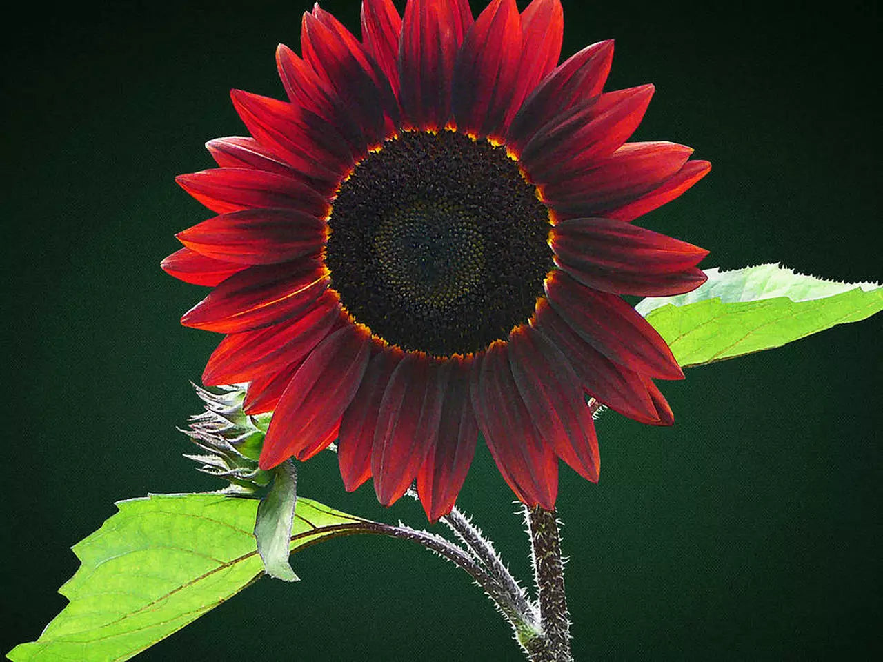 Chocolate Sunflower Seeds for Planting | 50 Pack | Exotic Flower Seeds | Helianthus annuus