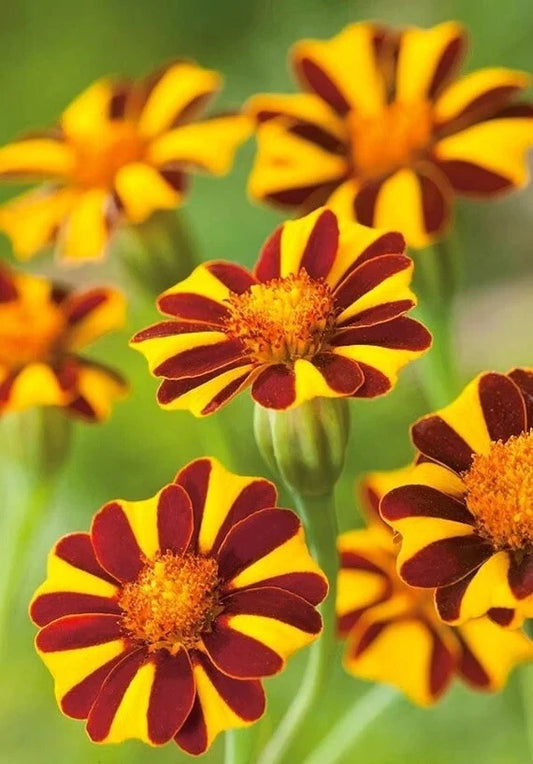 Marigold Seeds - Court Jester Harlequin - 30 Non-GMO Seeds - Beneficial Plant for Gardens - Tagetes patula
