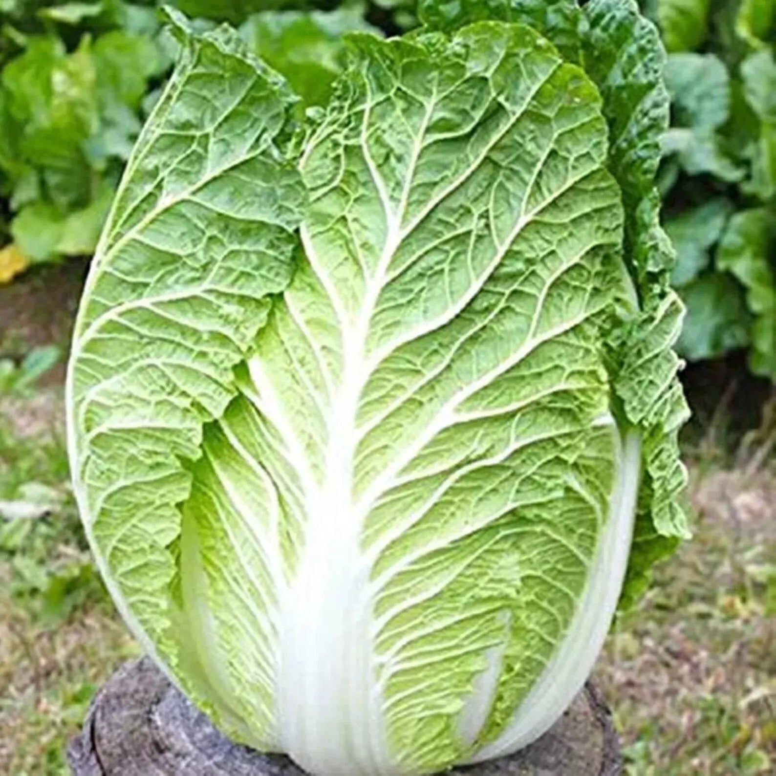 1000+ Kyoto No 3 Japanese Napa Cabbage Seeds - Chinese Lettuce - Bok Choy - Brassica rapa var. pekinensis