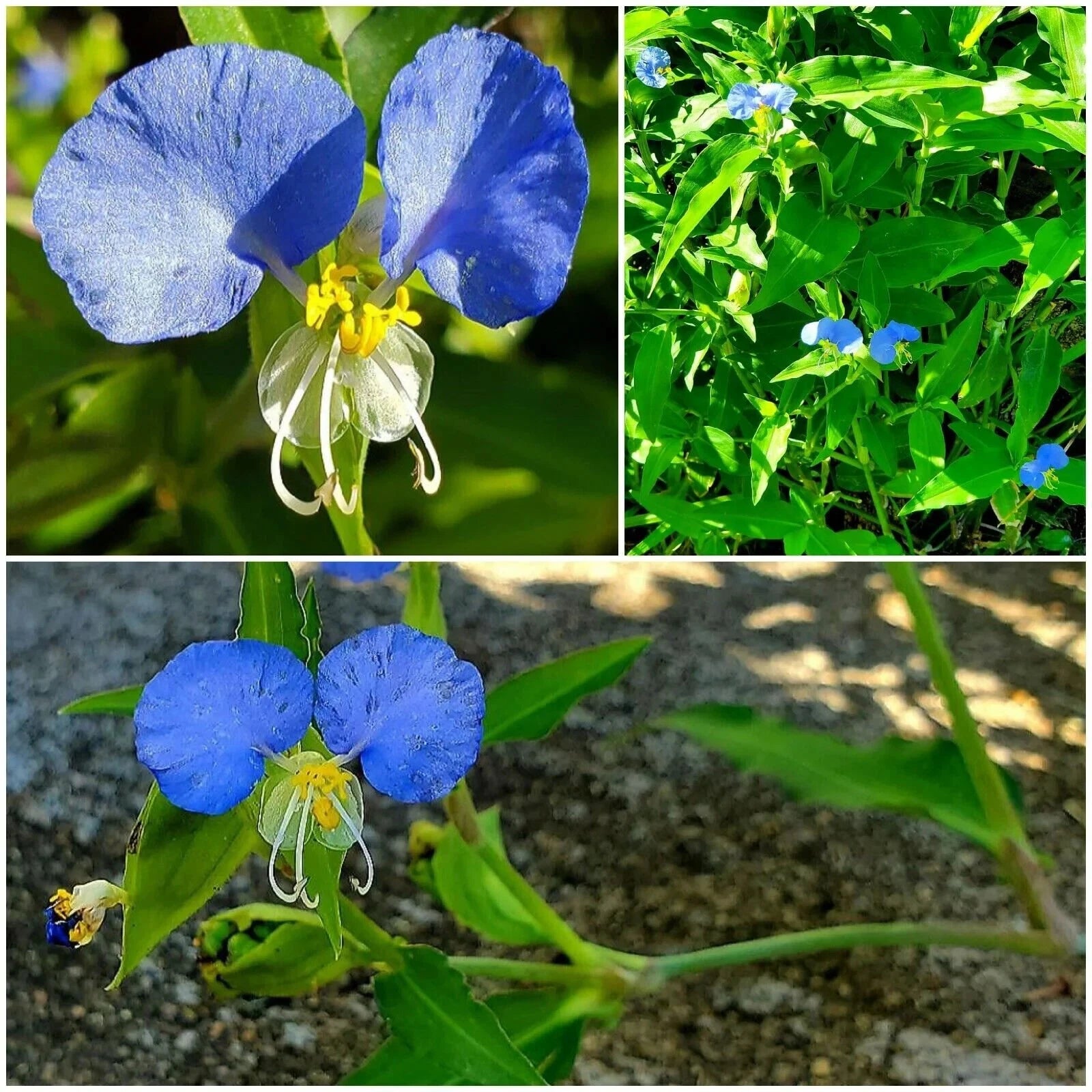 15 Spiderwort Day Lily Plants - Fresh Cuttings, Wandering Jew Blue, Easy to Care for (Tradescantia zebrina)
