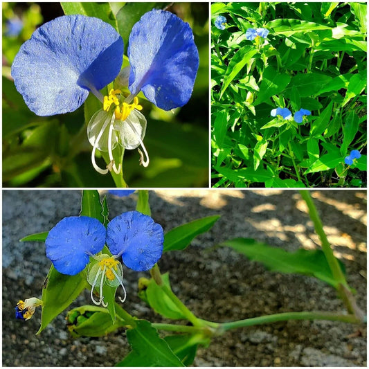 15 Spiderwort Day Lily Plants - Fresh Cuttings, Wandering Jew Blue, Easy to Care for (Tradescantia zebrina)