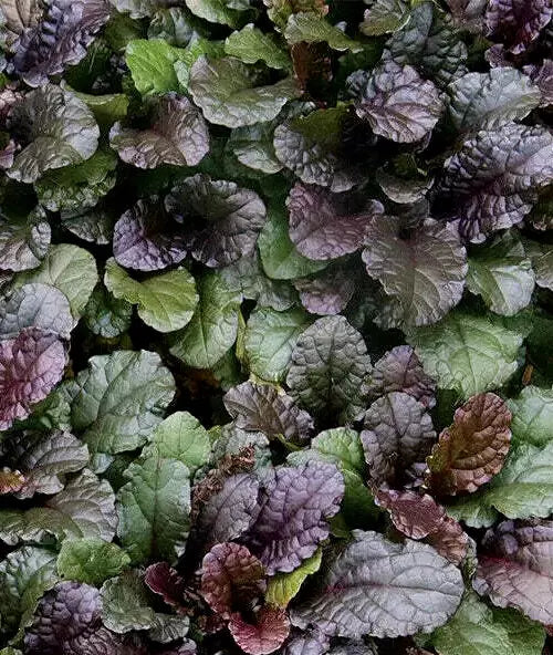 9 LIVE Ajuga Chocolate Chip Bugleweed Perennial Ground Cover Plants, Bare Rooted, Drought-Resistant, Deer-Resistant, Ajuga reptans