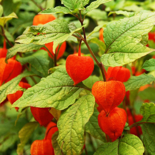 Chinese Lantern Plant Seeds - Red Orange Physalis Alkekengi - 2025 Planting