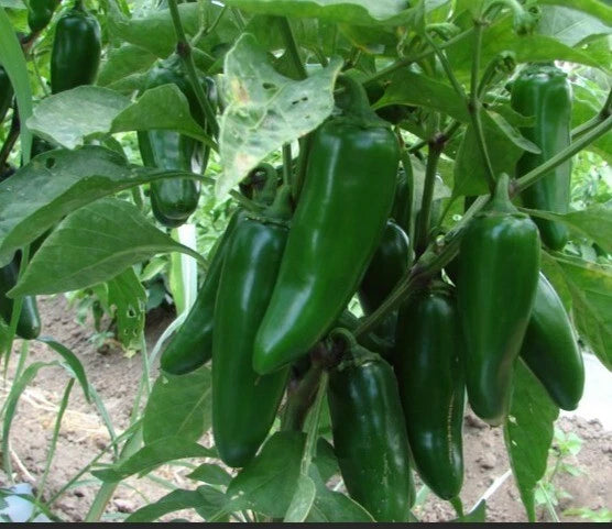 Jumbo Jalapeño Pepper Seeds - 50++ Heirloom Seeds, Huge Pod, Stuffer, Capsicum annuum