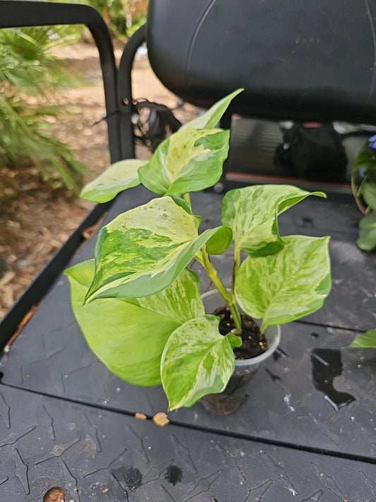 Manjula Pothos Plant 10" Fully Rooted Variegated 6 Nodes Epipremnum Live Indoor Houseplant