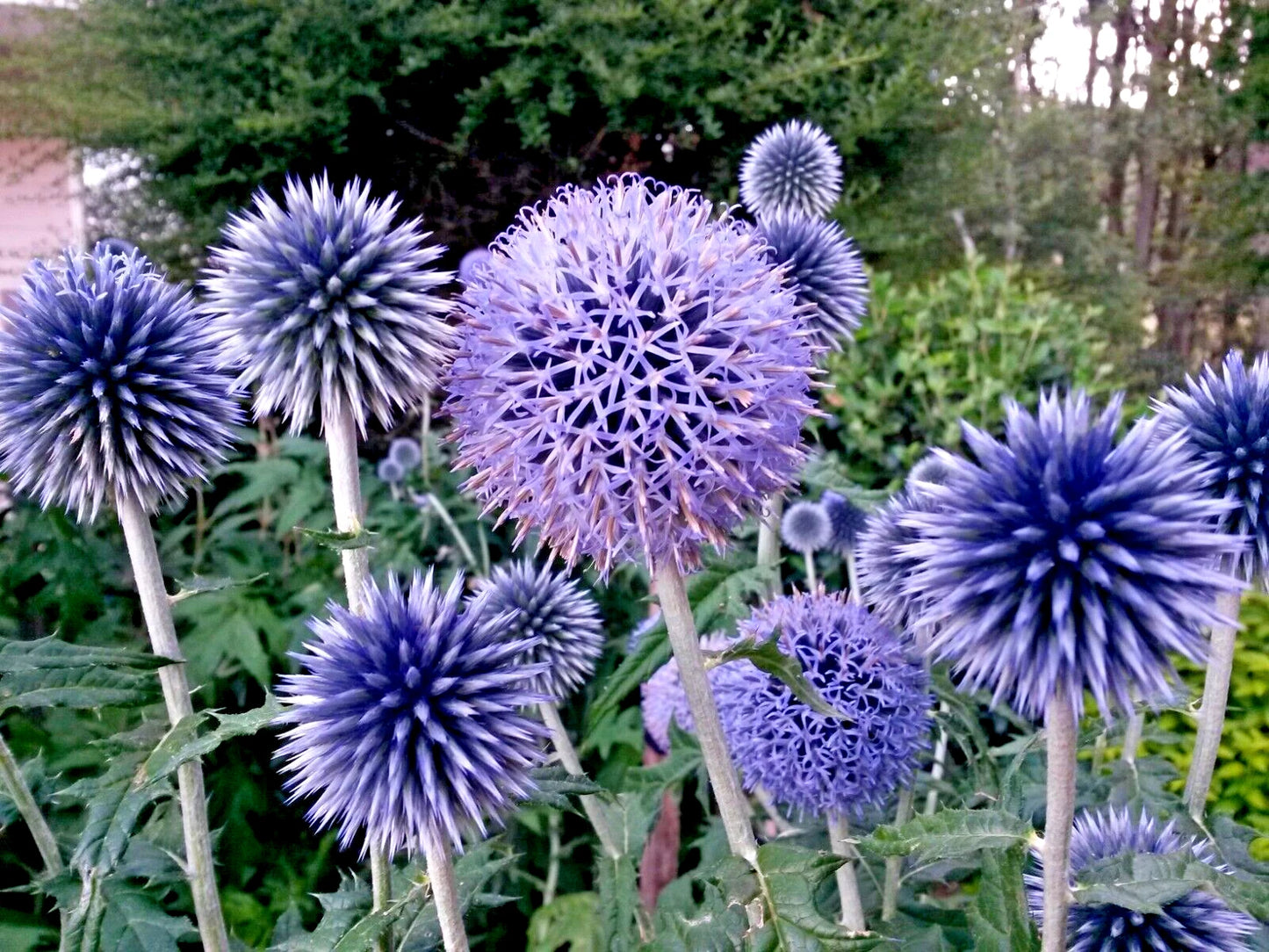 Blue Globe Thistle Seeds 50 Pack, Echinops ritro, Easy to Grow, Homegrown in USA