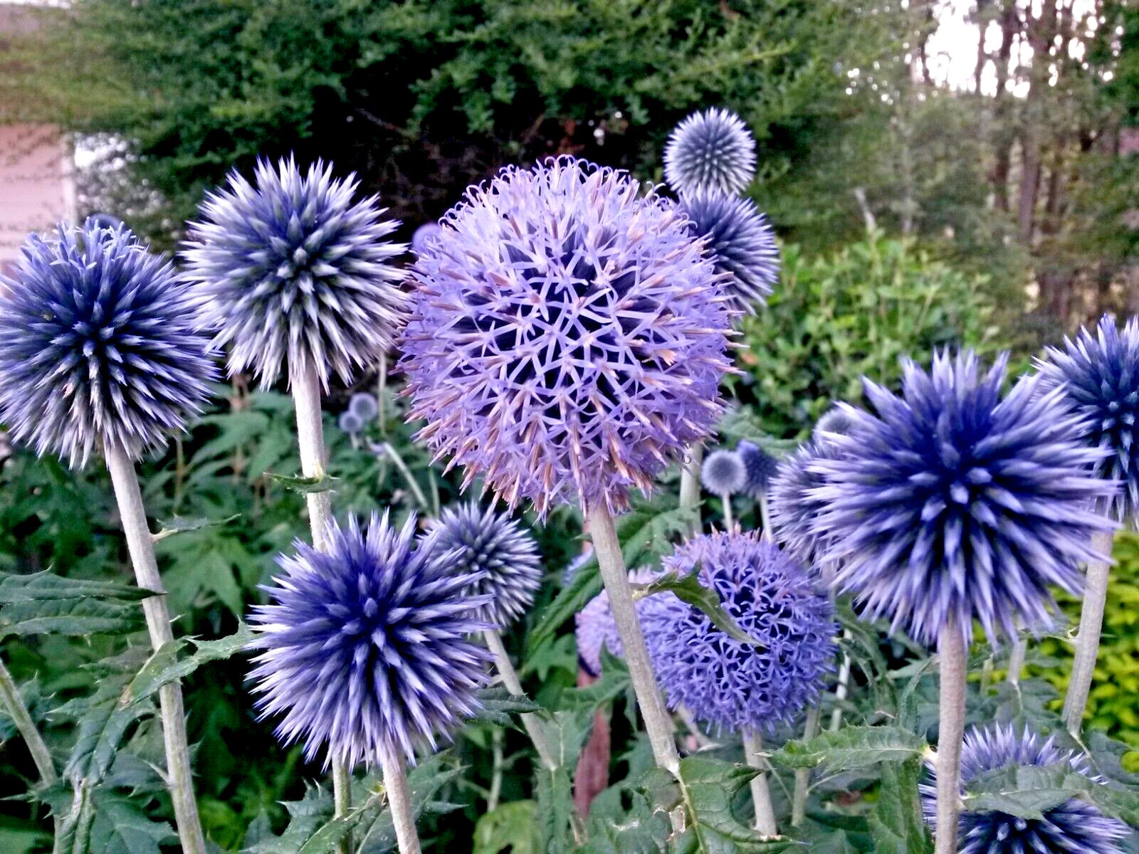 Blue Globe Thistle Seeds 50 Pack, Echinops ritro, Easy to Grow, Homegrown in USA