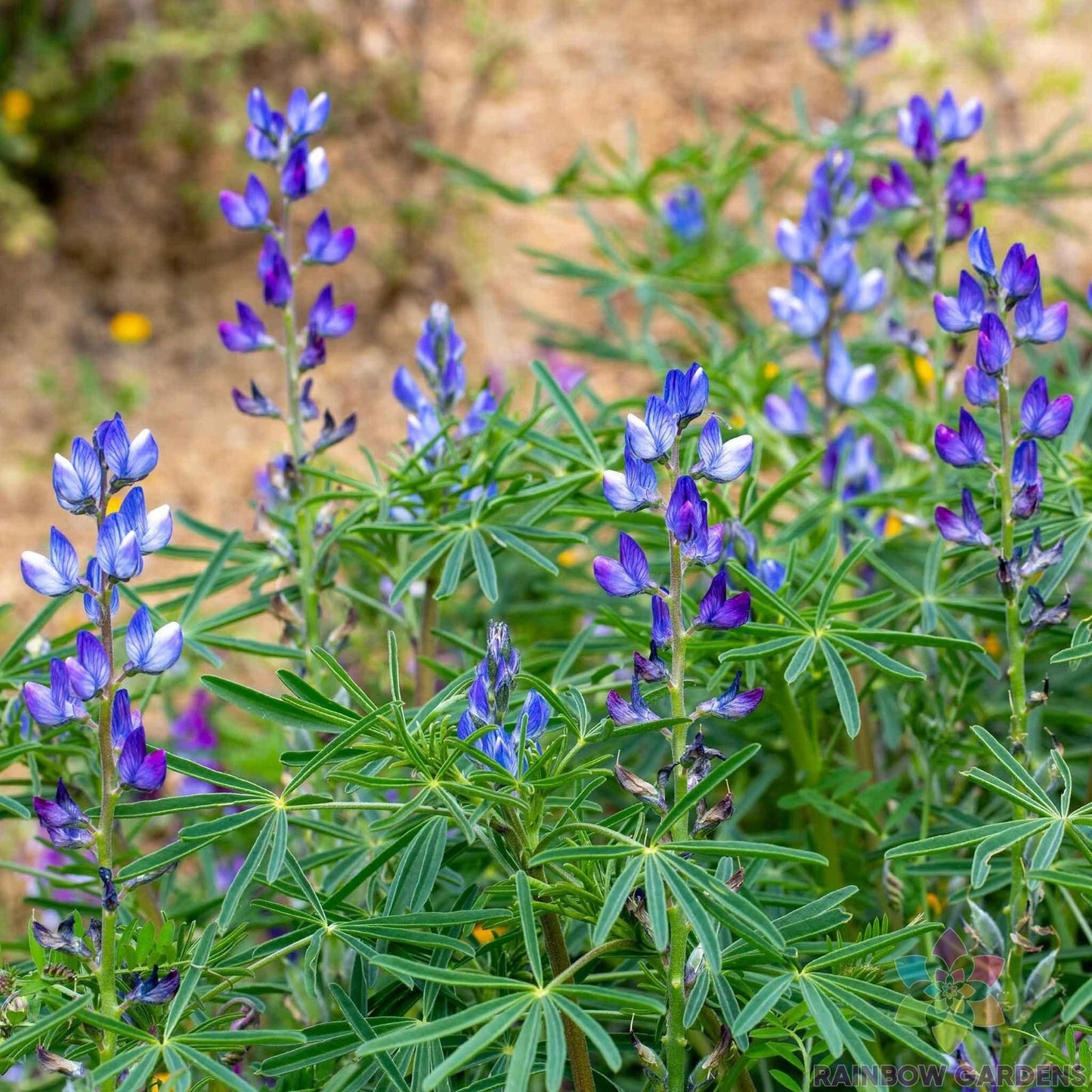 Blue Annual Lupine Seeds - 25+ Pack for Garden Planting - Lupinus nootkatensis - USA