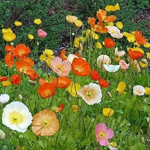 Iceland Poppy Seeds for Planting - Exotic Heirloom Variety - Papaver nudicaule - 100 Seeds