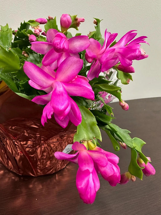 3 Unrooted Cuttings Purple Dancer Thanksgiving Cactus Schlumbergera Truncata Christmas Cactus Cuttings