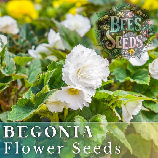 Begonia Seeds - Alabaster Charisma - Non-GMO Flower Seeds - 45 or 125 Seeds - Perfect for Gardening
