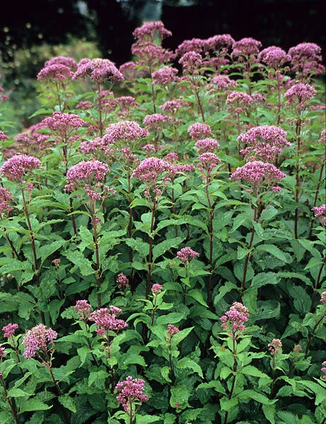 Joe Pye Weed Perennial Plant - Tall Grower, Winter Hardy, Bare-root - Eupatorium purpureum