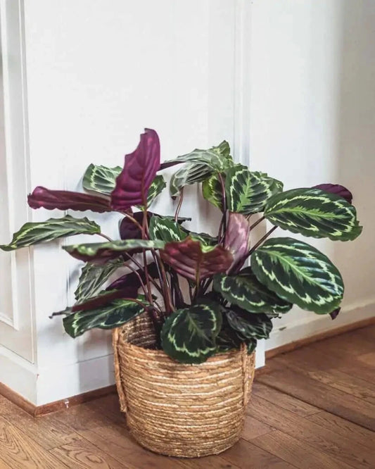 25+ Rose Painted Calathea Seeds for Garden Planting - Calathea roseopicta - Indoor/Outdoor Tropical Plant Seeds