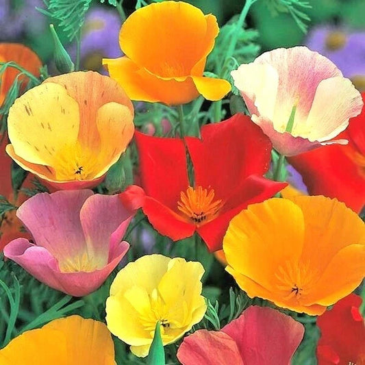 California Poppy Mix Wildflower Seeds - 501+ Premium Native Flowers for Garden, Patio, and Container - Eschscholzia californica
