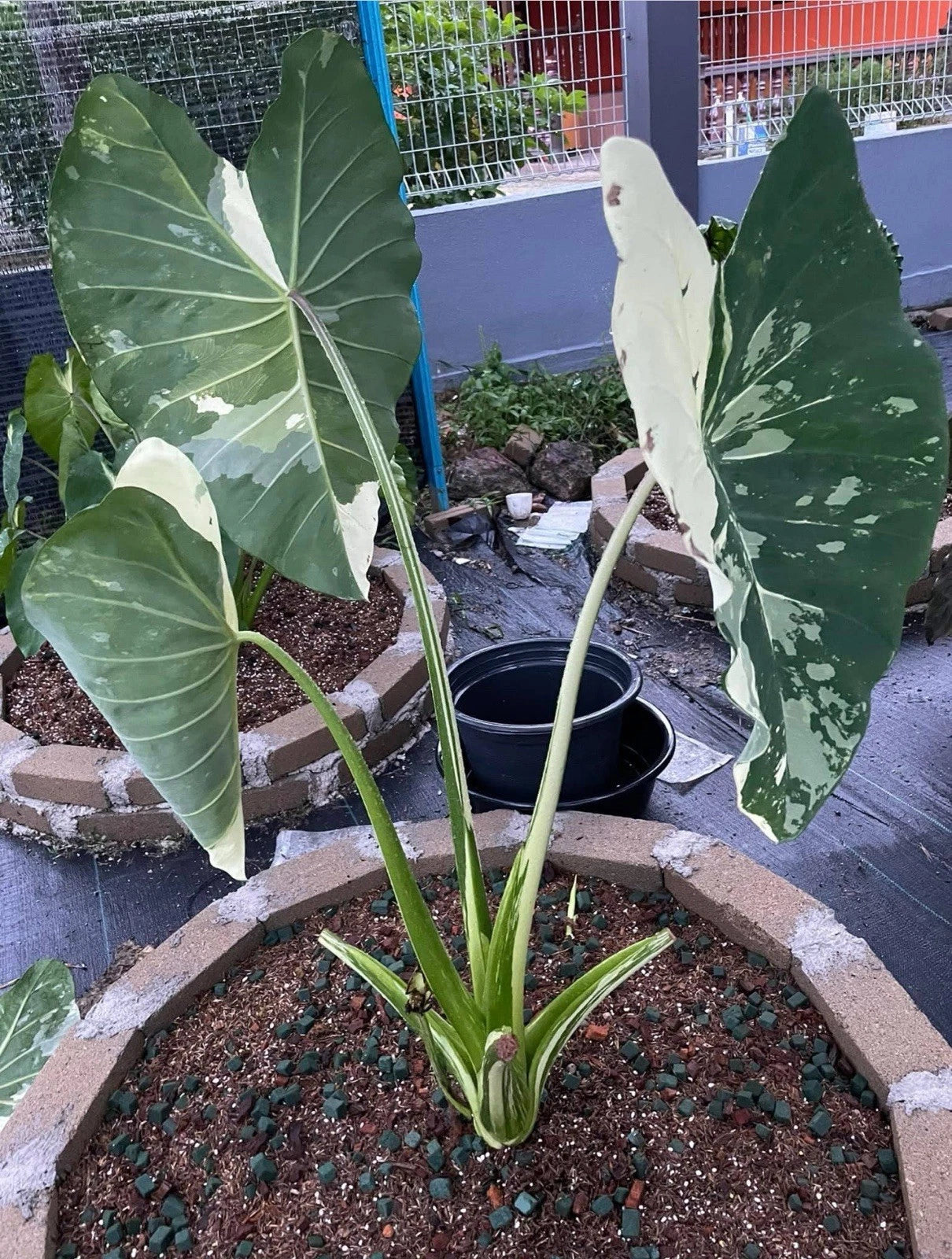 Elepaio Starter Plant - Small Rooted Colocasia esculenta - Elephant Ear - Tropical Foliage Plant