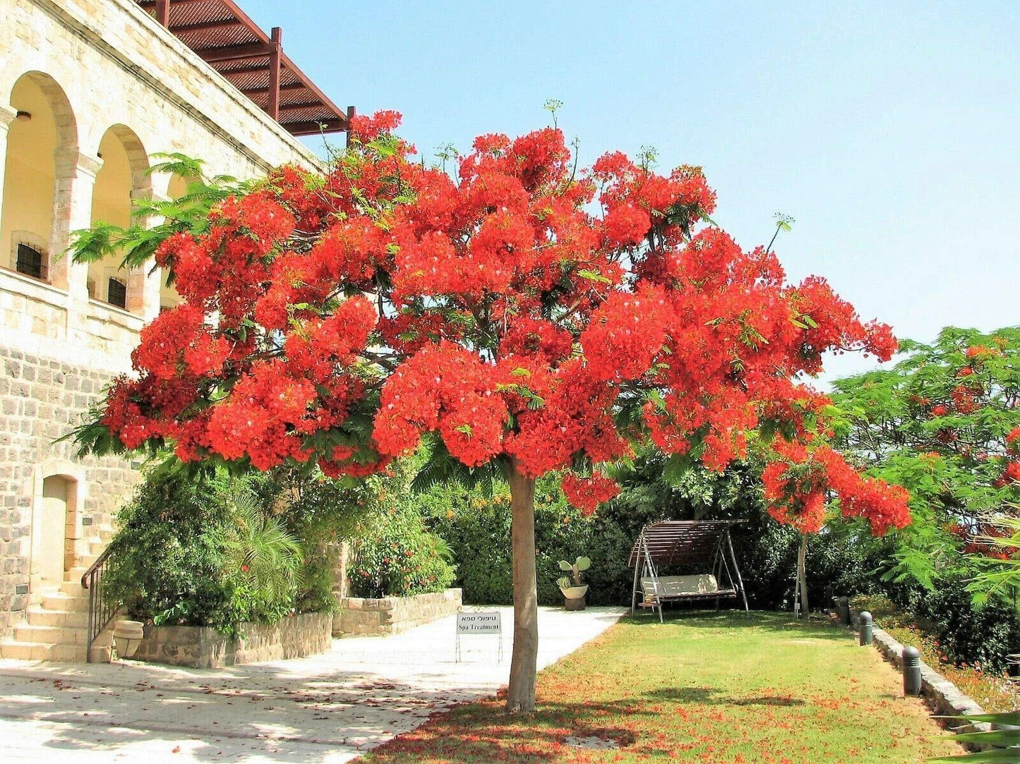 Royal Poinciana Tree 1 Gallon Red Flame Delonix Regia Flamboyant Flower Plant