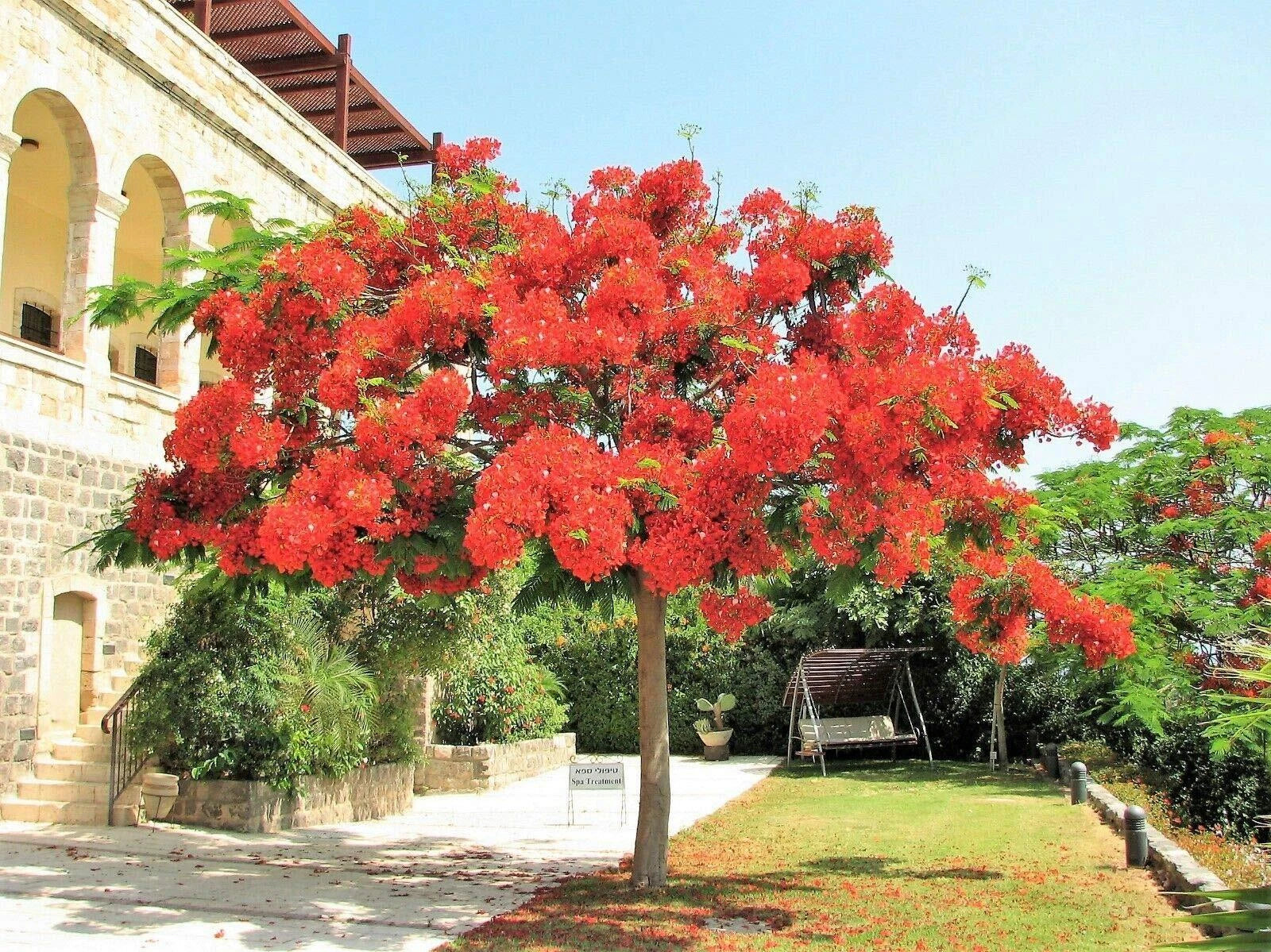 Royal Poinciana Tree 1 Gallon Red Flame Delonix Regia Flamboyant Flower Plant