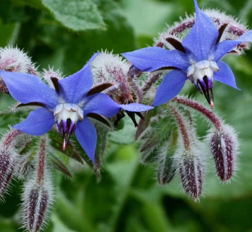 Borage Seeds 50+ Herb Flower Culinary Garnishes Teas Salads (Borago officinalis) Free Shipping