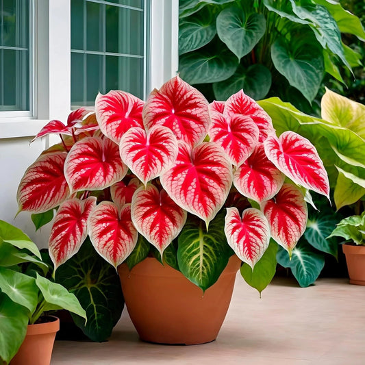Caladium Bulbs for Planting - Crimson Sky Variety (6 Bulbs) - Perennial Hosta, Colorful Foliage, Tropical Garden Decor