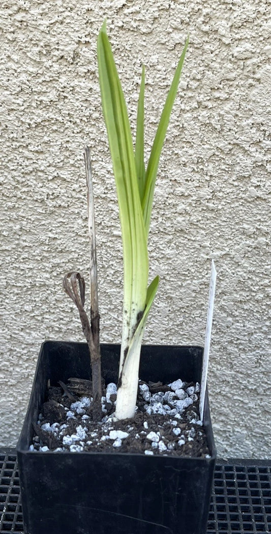 Bletilla striata x formosana 'Yokohama Kate' Bare Root Orchid Plant - Hardy Perennial for Lower 48 Sales Only