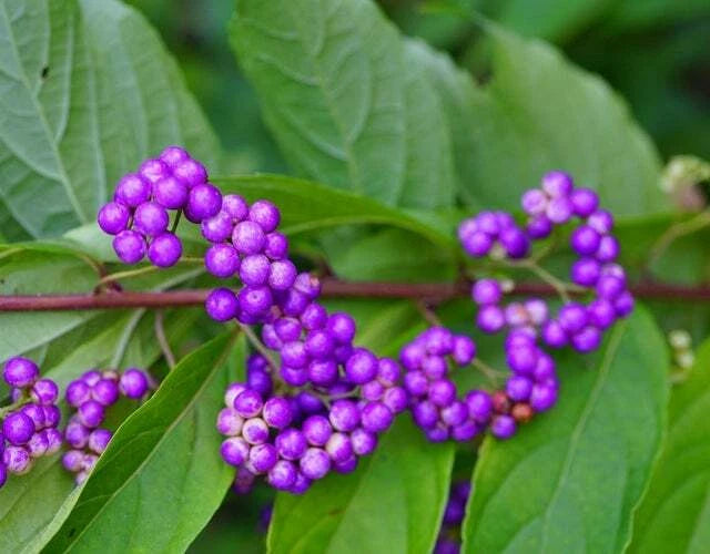 American Beauty Berry Seeds - 20 Non-GMO Seeds for Planting - Callicarpa Americana - Native Berry Bush