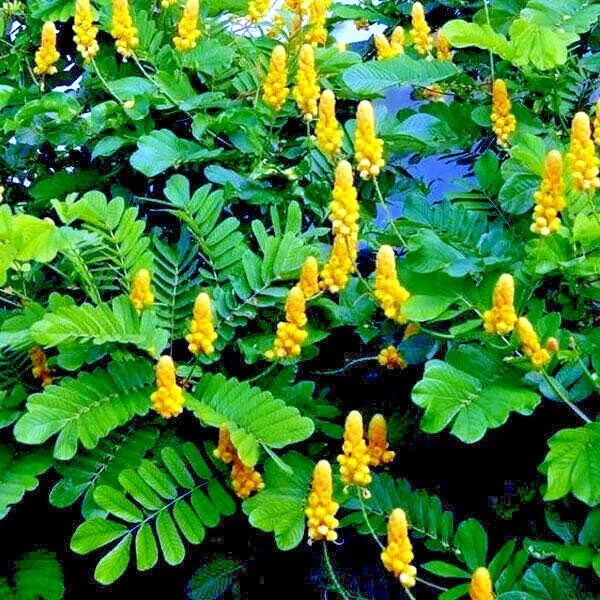 Candle Bush Seeds - 20 Pack - Cassia Alata - Butterfly Attracting Flowers - Senna Tree Plant
