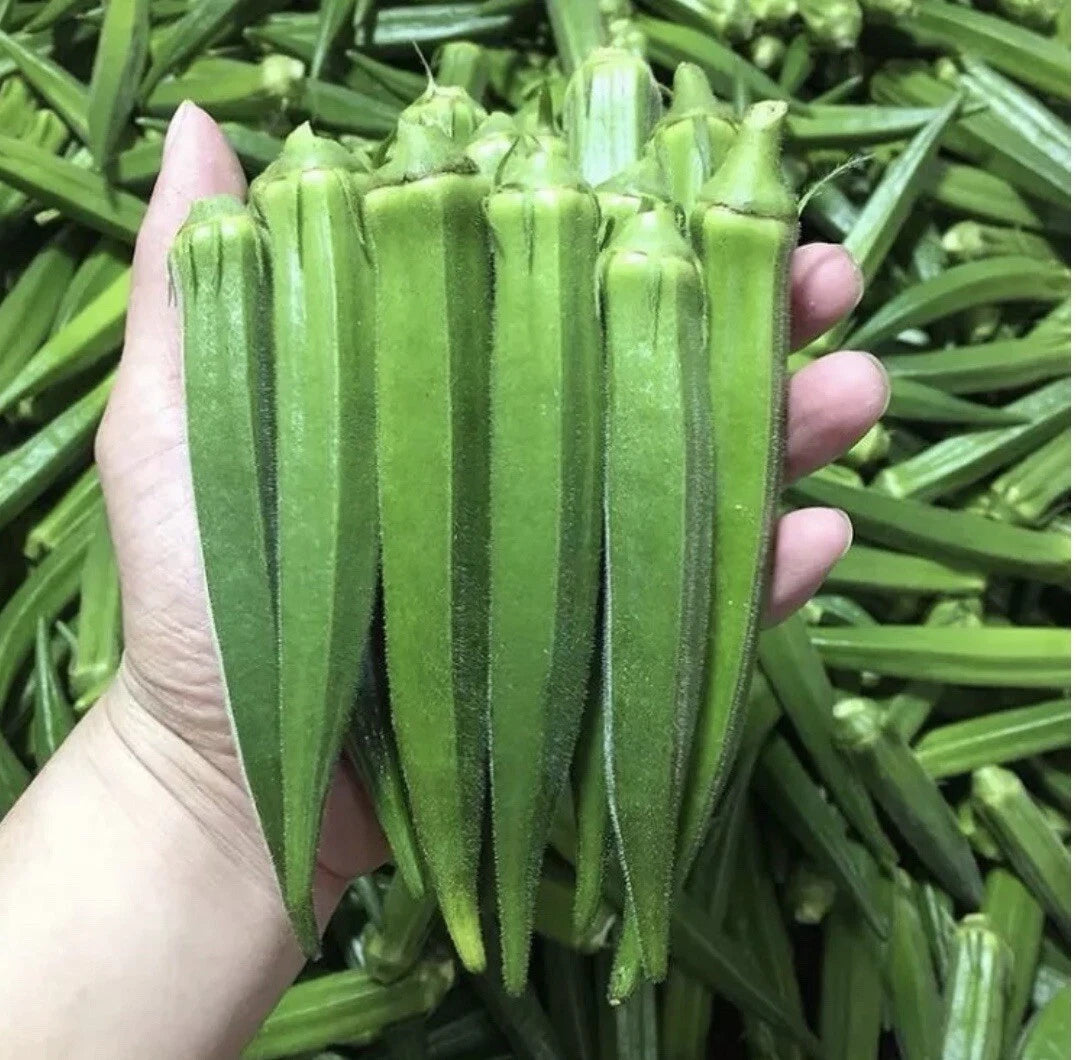 500+ Seeds Clemson Spineless Okra Non-GMO Heirloom + Free Green Eggplant Seeds + Abelmoschus esculentus