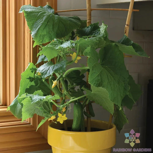 25+ Mini Snack Cucumber Seeds for Garden - Heirloom Variety - Cucumis sativus - USA Grown, Free Shipping